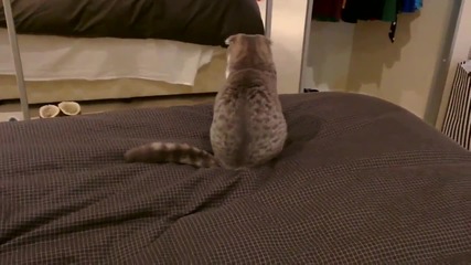 Сладур атакува собствената си опашка :)