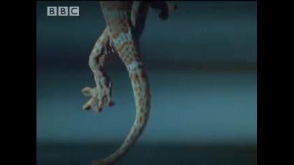 Curling toes & technological advances - Space Age Reptiles - Bbc animals 