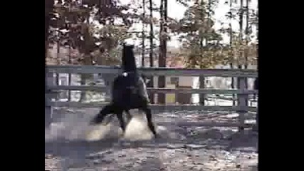 Horses