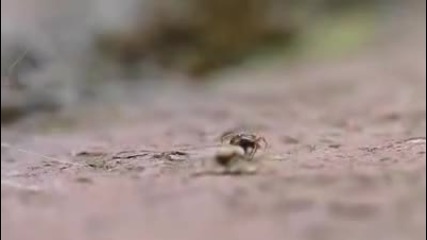 Паяк срещу мравка битка за живот