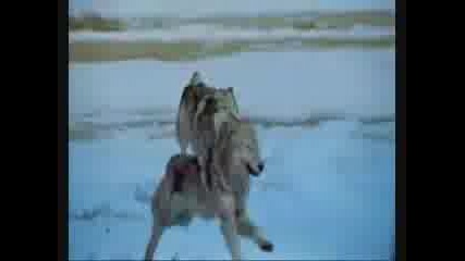 Cruachan - Death of a Gael.mp4