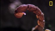 Най-смъртоносните в света - Червеният индийски скорпион