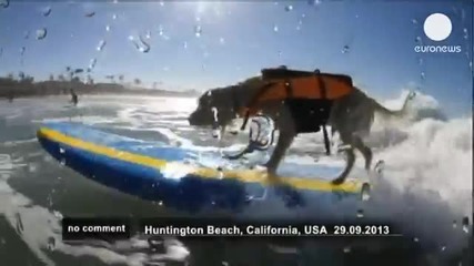 Куче кара сърф в Калифорния