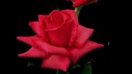 Red Roses For A Blue Lady - Pat Boone 