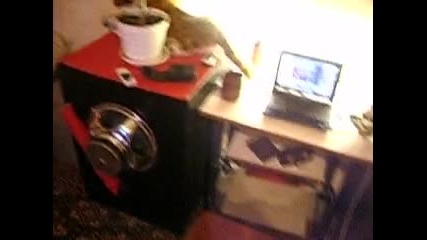 My bassss 