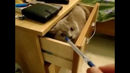 Коте в чекмедже
