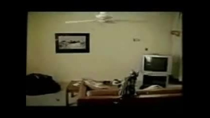 Много Много Смях С Котки Vbox7