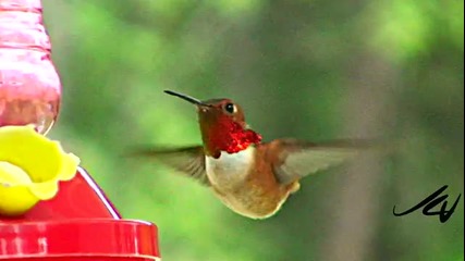 hummingbird feeder action