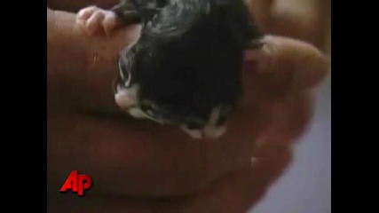 Чудо На Природата! Коте С Две Глави!