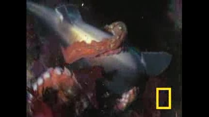 National Geographic:акула срещу октопод