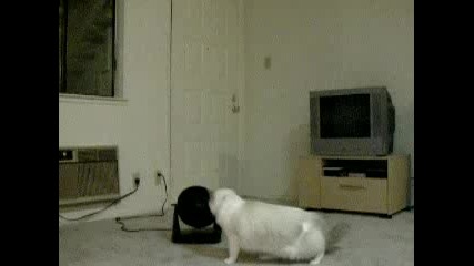 Cat meets Fan