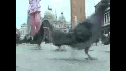 Танцът на гълъбите - Венеция 