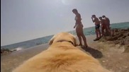 Куче което обича повече от всичко да се къпе в морето