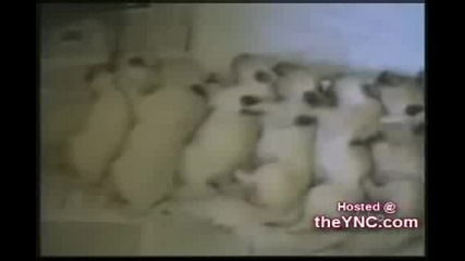 Сънчо не подбира кога ще дойде!
