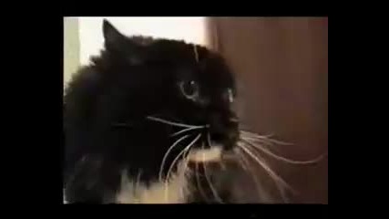 Говореща котка 