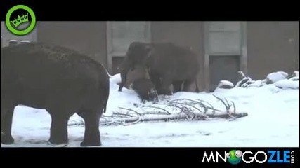 Слонче и първият му сняг