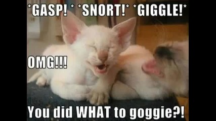 Verry Funny Cats - Part 4