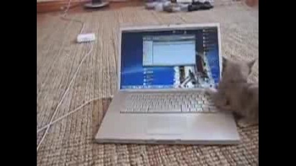 Котка се забавлява на компютъра 