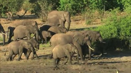 Животът на слоновете в Ботсвана !