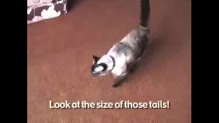 Котки Се Бият За Куче