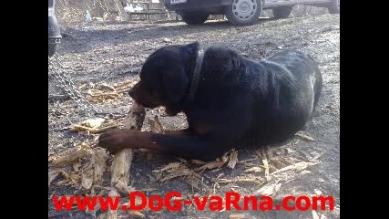 Kangal, Rottweiler, Pitbul, Labrador www.dog - varna.dir.bg