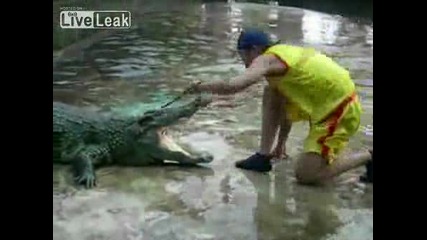 Да целунеш крокодил