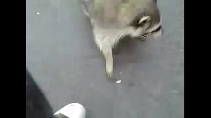 Feeding Roadkill with Fred 