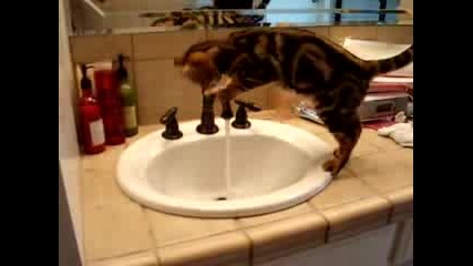 Котка Си Играе С Водата
