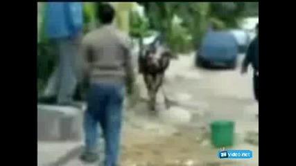 Крава каратист 