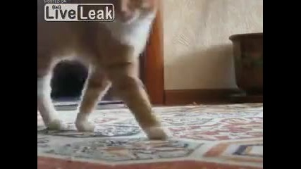 Коте излиза по страшен начин от кадър