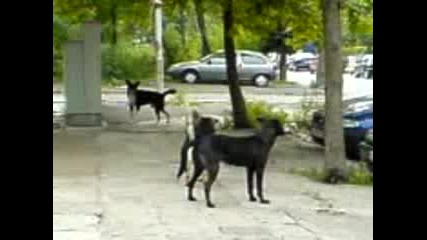 Кучешки секс на улицата +[18] 1