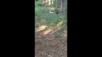 cat.mp4