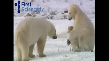 Polar bears and dogs playing