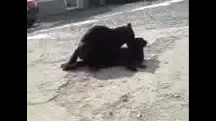 Cat porn.3gp