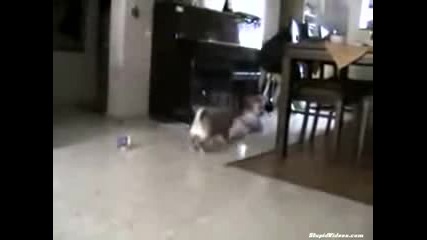 спор между бебе и куче