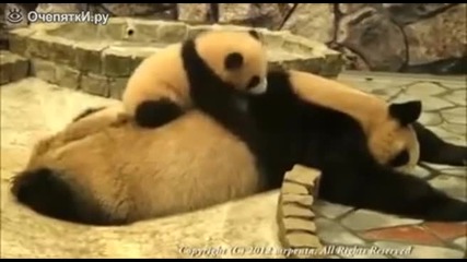 Бебе панда играе с майка си!