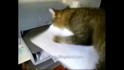 Котка Яде Листата От Принтер