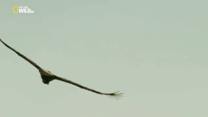 Nat Geo Wild -дивото сърце на Индокитай Дивата Камбоджа