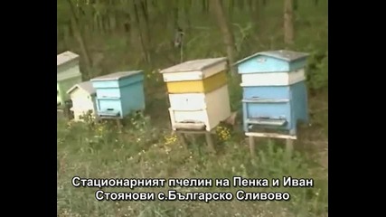 Пчелин 