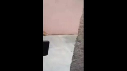А вашето куче прави ли така ? :d