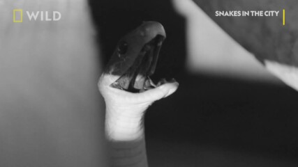 Нервна черна мамба | Змии в града | NG Wild Bulgaria