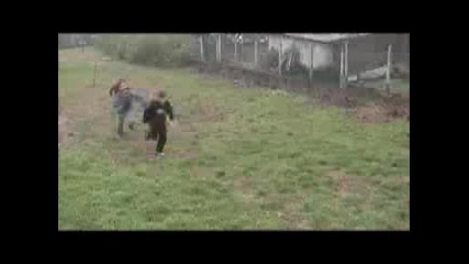 Hasko Bail.mp4