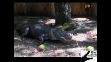 Alligator and the Watermelon Heads