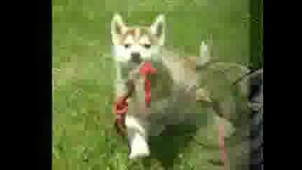 huski