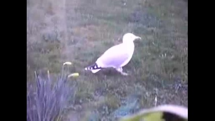 Чайка Танцува На Flashdance 