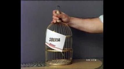 Котка И Папагал