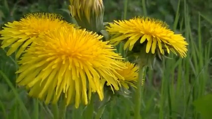 Горска природа Nature Forest Hd