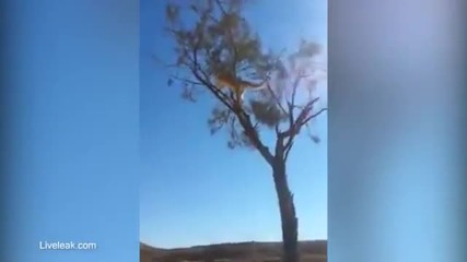 Котка атакува от въздуха дебнещо я куче