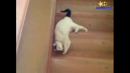 Смях - Много Пластично Котенце!
