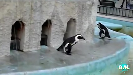 Забавни пингвини - компилация